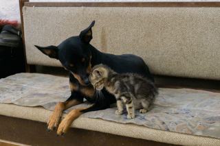 Accueillir un chat puis un chien, les clés d'une cohabitation réussie