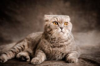 9 faits surprenants sur les pattes de chat : tout ce que vous dev