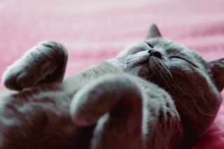Chat roux allongé qui pétrit une couverture avec ses pattes avant