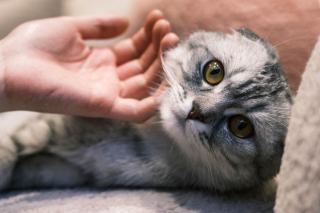 Chat allongé les yeux mi-clos pendant une caresse