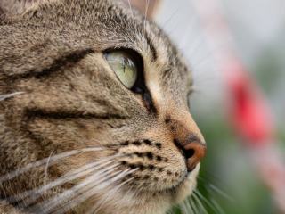 Les moustaches du chat : à quoi elles servent vraiment
