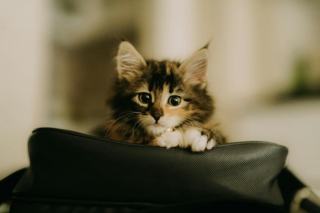 Cartable aristochat
