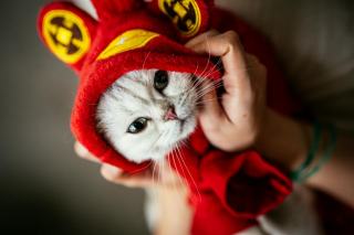 Habit pour chat : cadeau chat original sur Chat Bada