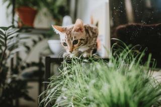 Decor chat : sélection originale sur Chat Bada