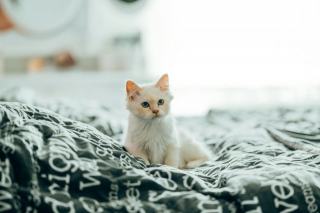 Housse de couette chat : sélection originale sur Chat Bada