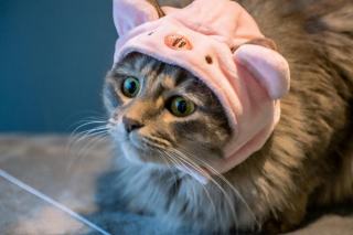Pull capuche avec oreille chat