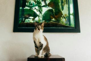 Tableau chat aquarium : cadeau chat original sur Chat Bada