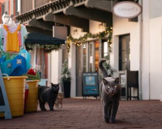 Boutique chat : boutique et blog pour chats