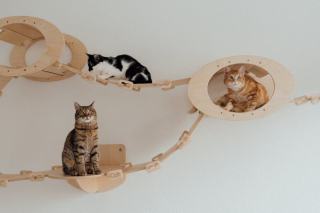 Arbre à chat design