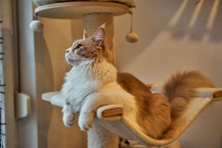 Arbre à chat maine coon : cadeau chat original sur Chat Bada