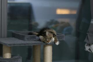 Arbre à chat moderne