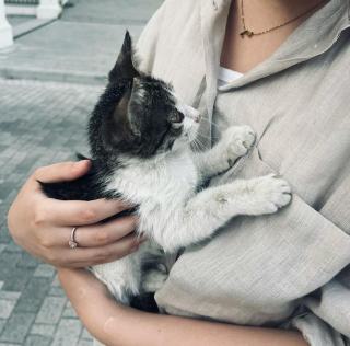Bague karl lagerfeld : cadeau chat original sur Chat Bada