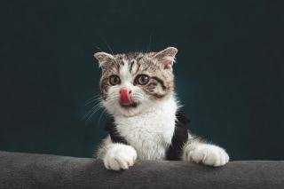 Chat boxeur