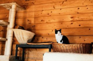 Colonne griffoir chat : cadeau chat original sur Chat Bada