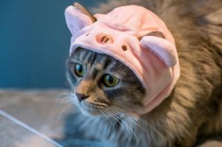 Déguisement rugbyman : cadeau chat original sur Chat Bada