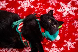 Costume de renne pour chat : cadeau chat original sur Chat Bada