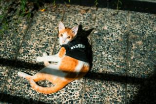Costume pour chat police