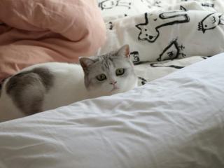 Couette chat : cadeau chat original sur Chat Bada