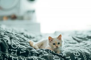 Couette motif chat