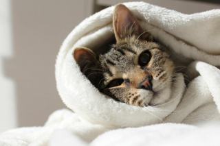 Couverture chat : cadeau chat original sur Chat Bada