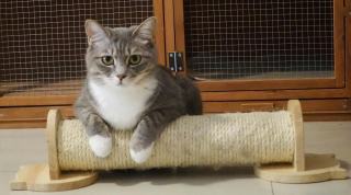 Griffoir pour chat design