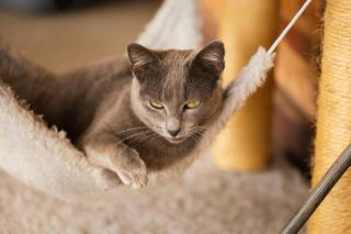 Hamac de chaise pour chat : cadeau chat original sur Chat Bada