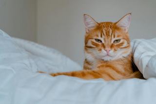 Housse de couette chat 1 personne disponible sur Chat Bada