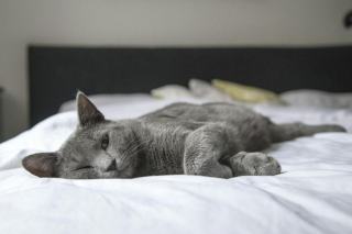 Housse de couette chat 6