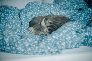 Masque de sommeil chat