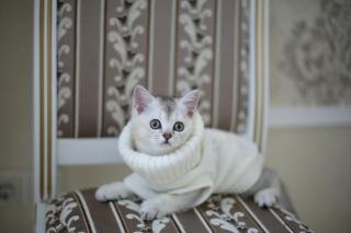 Pull galactique : cadeau chat original sur Chat Bada