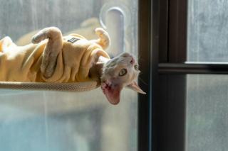Pull kangourou chat : cadeau chat original sur Chat Bada