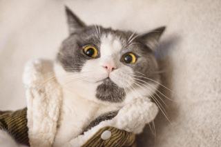 Pull poche chat