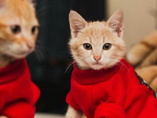 Pull pour chaton : cadeau chat original sur Chat Bada