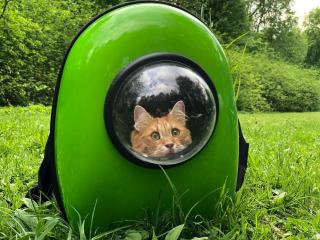 Sac a dos chat capsule : cadeau chat original sur Chat Bada
