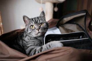 Sac à dos chat transport