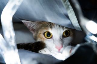 Sac a dos maternelle chat : cadeau chat original sur Chat Bada