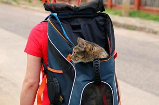 Sac a dos porte chat : cadeau chat original sur Chat Bada