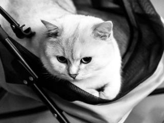 Sac transparent chat : cadeau chat original sur Chat Bada