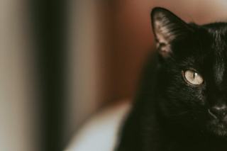Chat maléfique : cadeau chat original sur Chat Bada