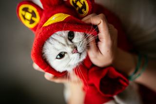 Bonnet tricot oreilles de chat