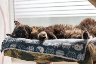 Hamac pour chat radiateur