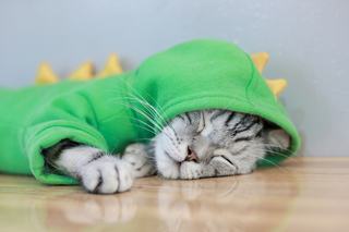 Costume chat : sélection originale sur Chat Bada