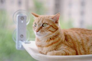 Hamac pour chat fenêtre ventouse : une place au soleil