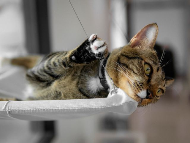 Hamac chaise pour chat : détail produit et avis Hamac chaise pour chat : détail produit et avis