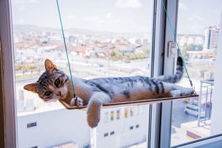 Hamac chat fenêtre design