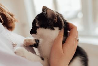 Relation fusionnelle avec son chat : le guide complet