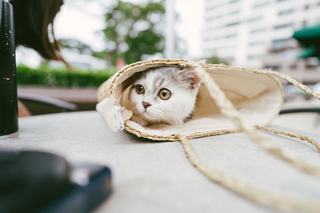 Sac promenade chat souple, léger et pliable pour les balades