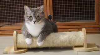 Griffoir pour chat design
