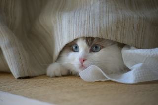 Pull chat cache-cache