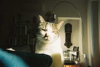 Horloge murale chat : bien la choisir et l'accrocher chez soi